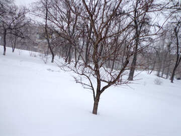 Bäume im Schnee №21545