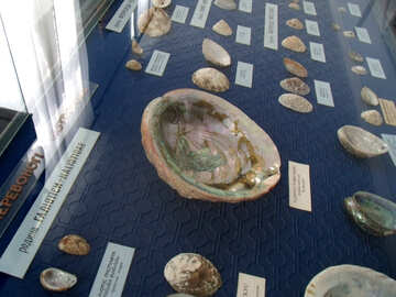 Conchas no Museu №21360