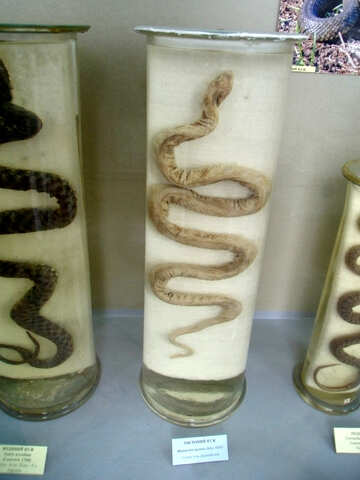 Serpientes en el Museo №21313