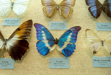 Hermosa mariposa №21413