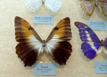 Mariposa brillante №21414