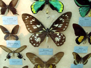 Schmetterlinge №21415