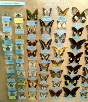 Colección de mariposas №21409