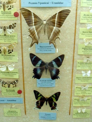 Mariposa exótica №21405