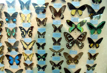 A large collection of butterflies №21411