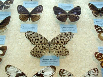 Різновиди метеликів №21410