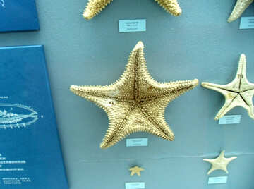 Collection of sea stars №21373