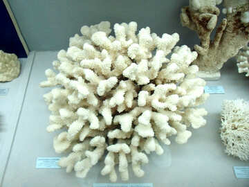 Coral №21398