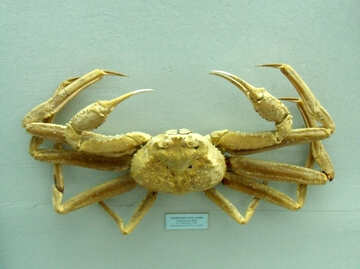 Crab №21391