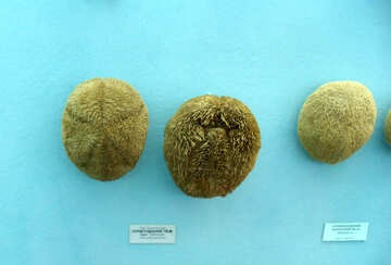Species of sea urchin №21365