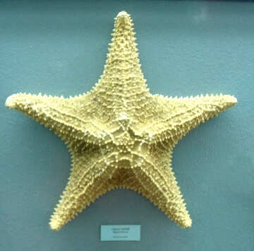 Starfish clam №21374