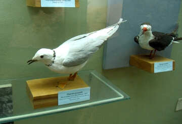 Bird stuffed seagull №21304