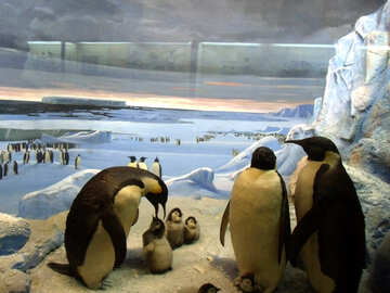 Composición de la familia peluche pingüinos №21274