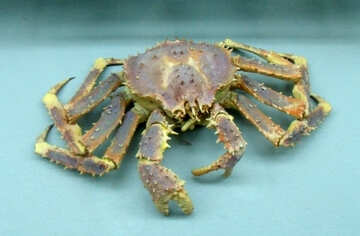 Crab №21396
