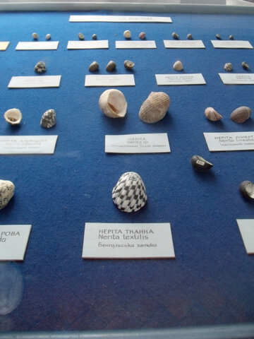 Морська колекція черепашок №21340