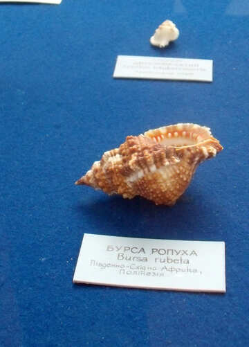 African shell №21343