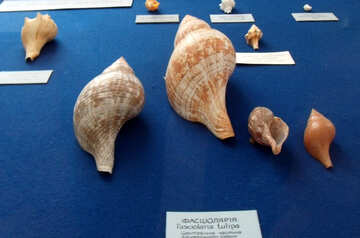 Beautiful seashells №21347