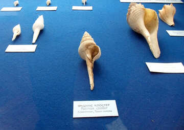 Collection of seashells №21348