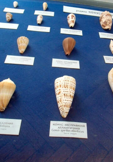 Cone shell №21331