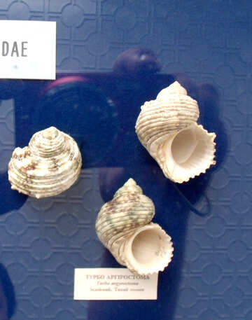 Exotic shells №21357