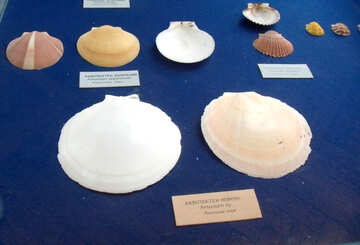 Flat shells №21328