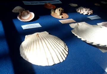 Huge shells №21318