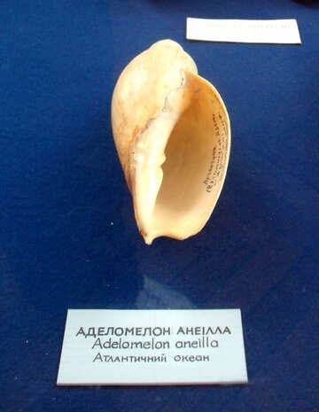 A large shell №21346