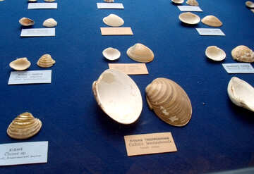 River shells №21324
