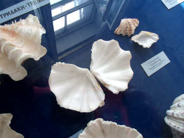Uma variedade de conchas exóticas №21319