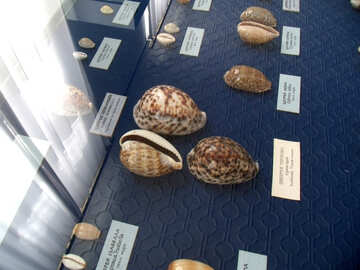 貝殻の様々 な №21338