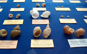 Shell Museum №21359