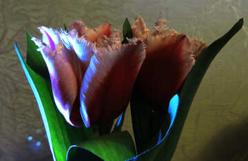 Tulipanes brillantes №21243