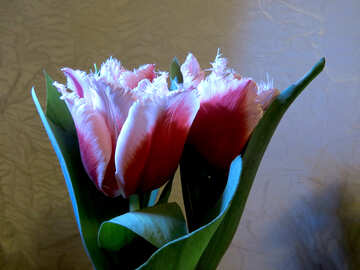 Tulipanes esponjosas №21244