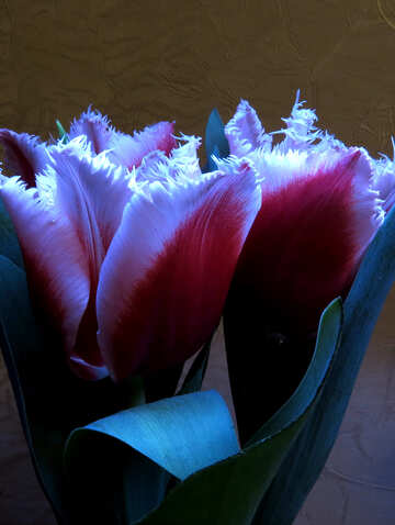 Terry tulipanes №21242