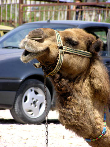 Camel №21028