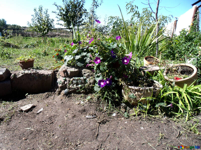 Alpine garden of flower pots №21515