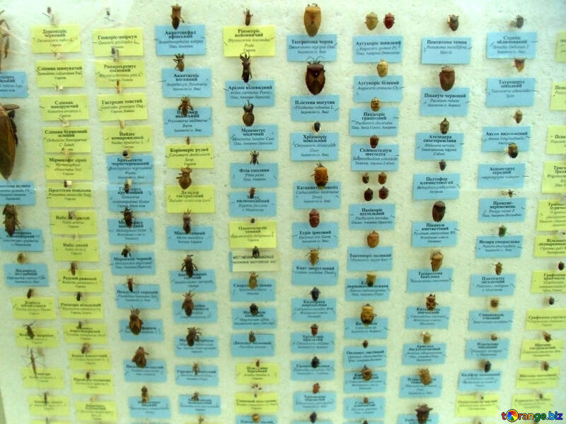 Colección de escarabajos Heteroptera №21379