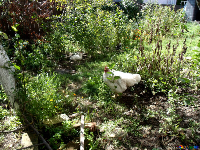 庭の鶏 №21508