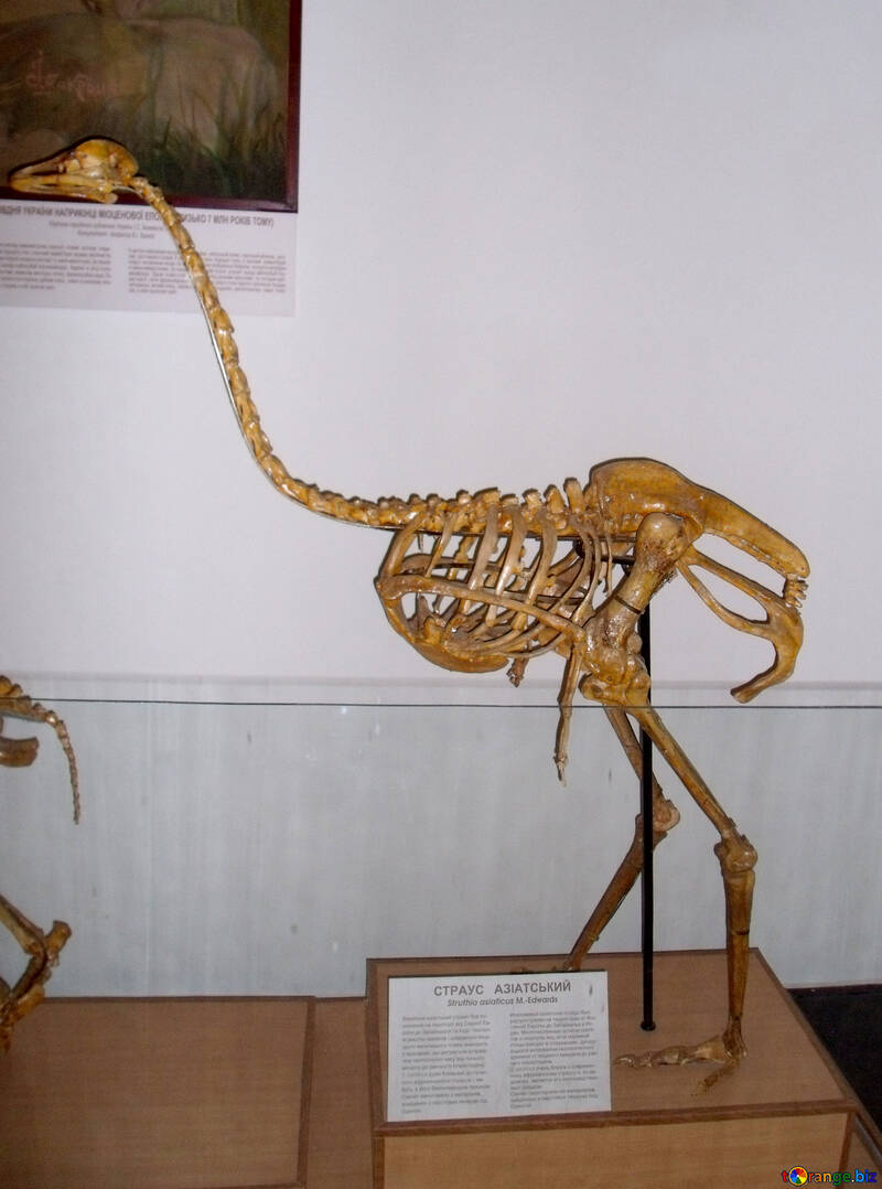 El esqueleto de un avestruz №21447