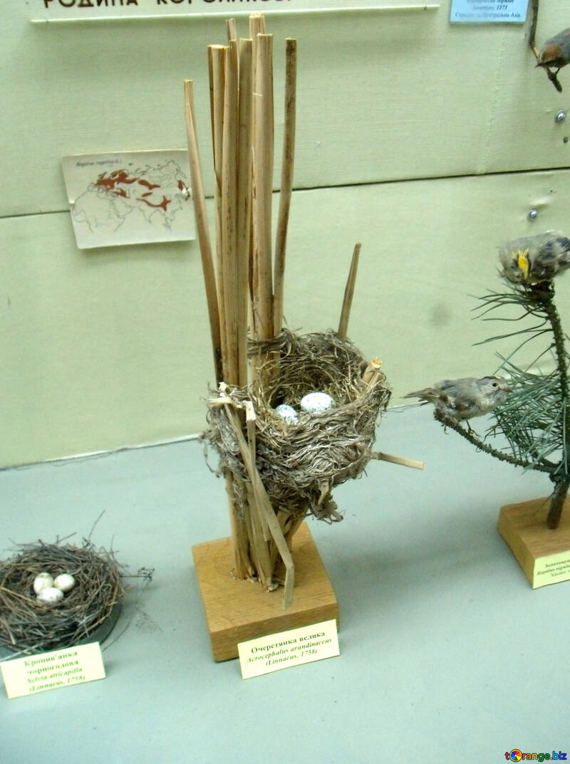 Nest on reeds №21287