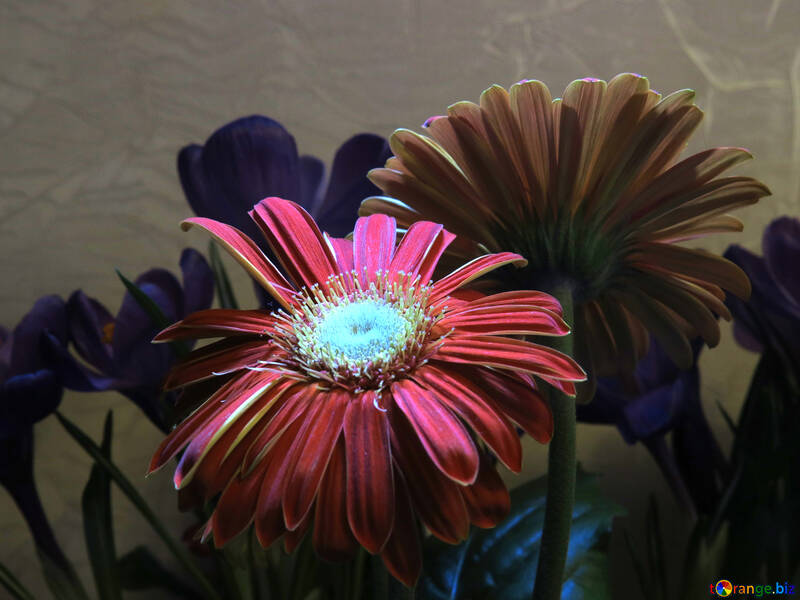 Bouquet with gerberas №21253