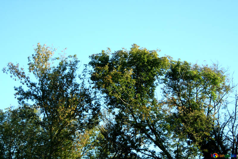 Sky trees №21838
