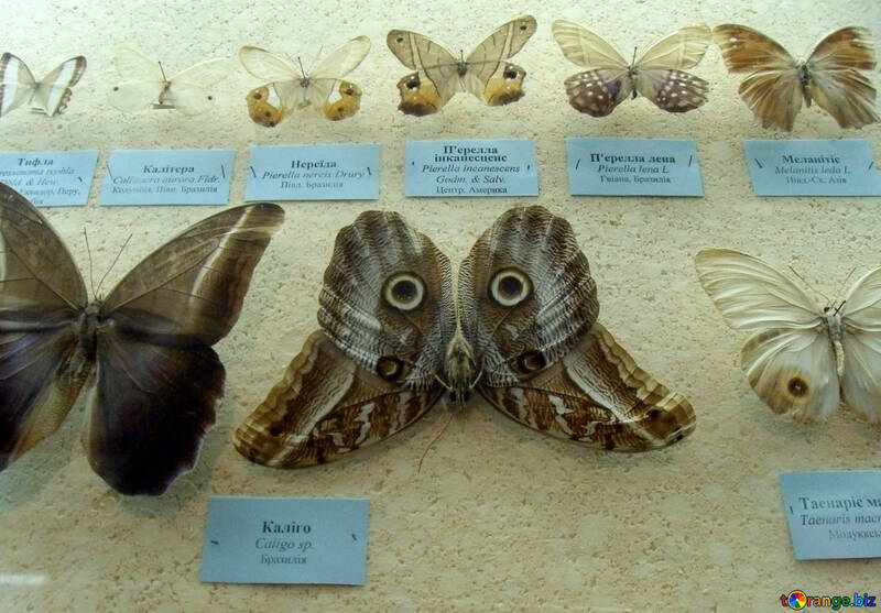Moth №21412