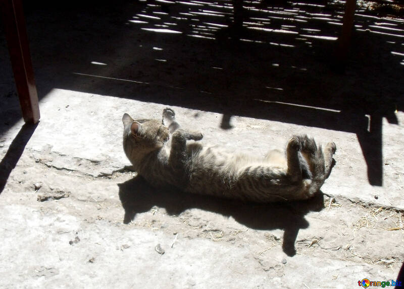 Cat basking in the sun №21507