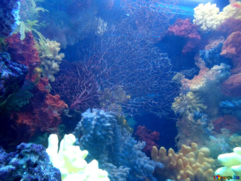 Coraux dans l`aquarium №21429