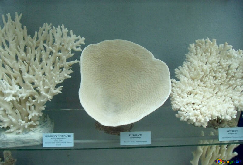 Colección de corales №21401