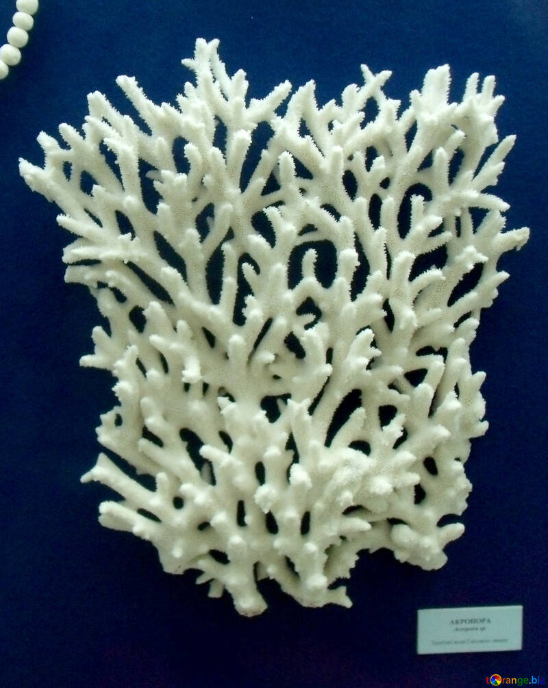 Korallen №21399