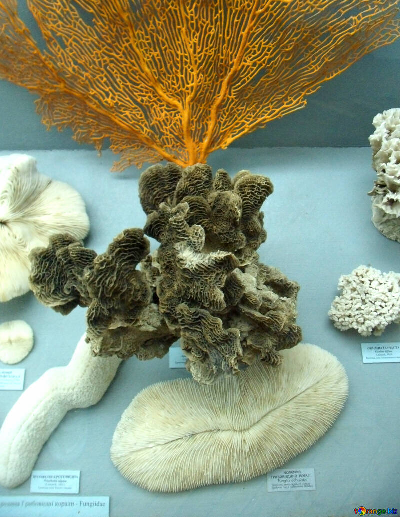 Corales №21403