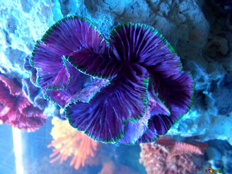Korallen №21431