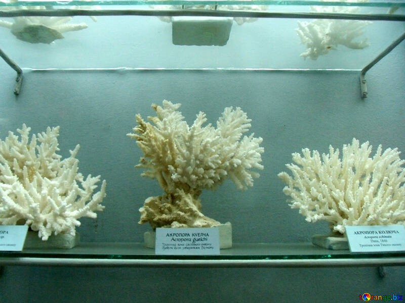 Exhibition of corals №21400